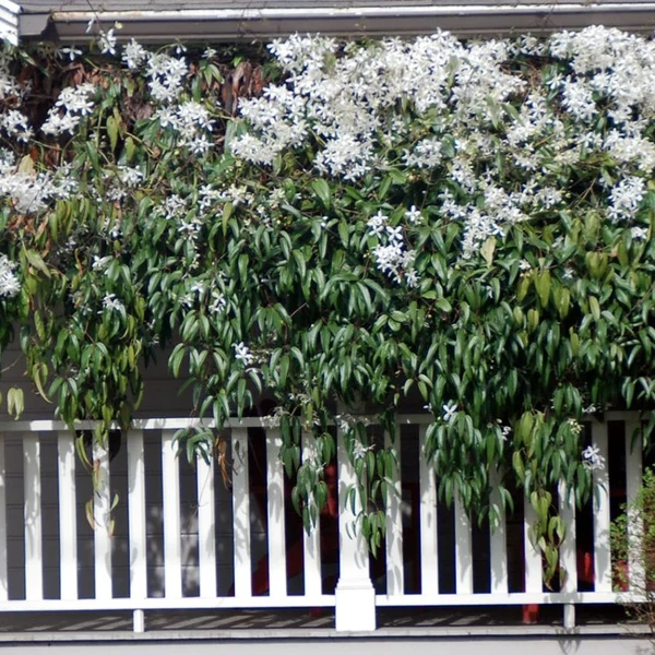 Clematis armandii - Örökzöld iszalag