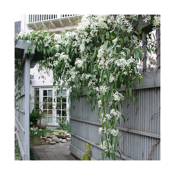 Clematis armandii - Örökzöld iszalag