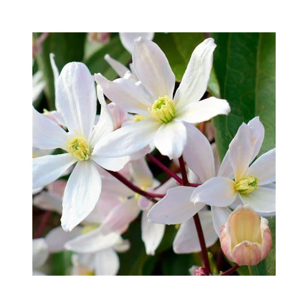 Clematis armandii 'Apple Blossom' - Örökzöld iszalag