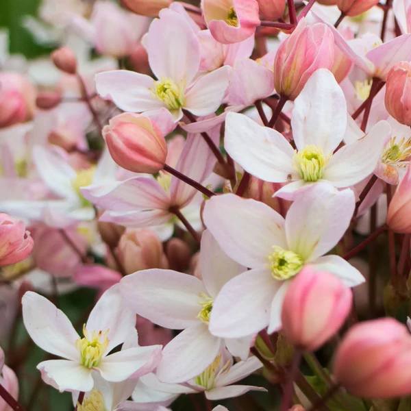 Clematis armandii 'Apple Blossom' - Örökzöld iszalag