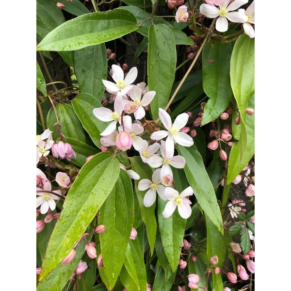 Clematis armandii 'Apple Blossom' - Örökzöld iszalag