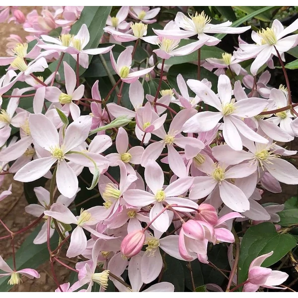 Clematis armandii 'Apple Blossom' - Örökzöld iszalag