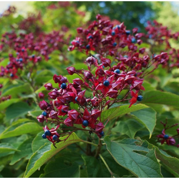 Clerodendrum trichotomum var. Fargesii - Kései végzetfa