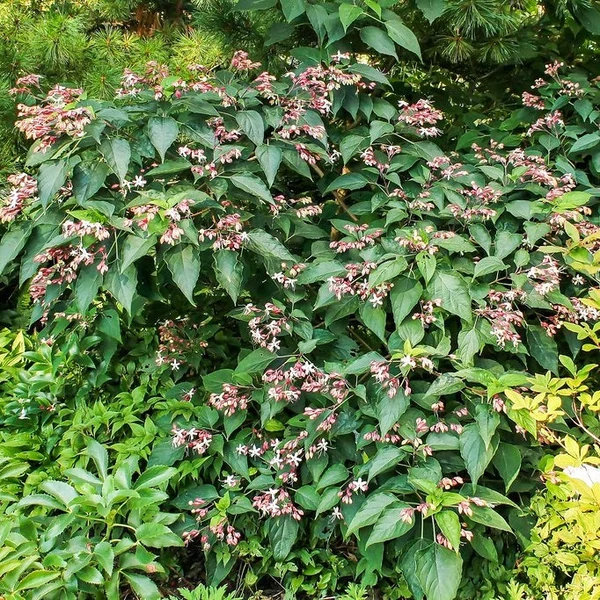 Clerodendrum trichotomum var. Fargesii - Kései végzetfa