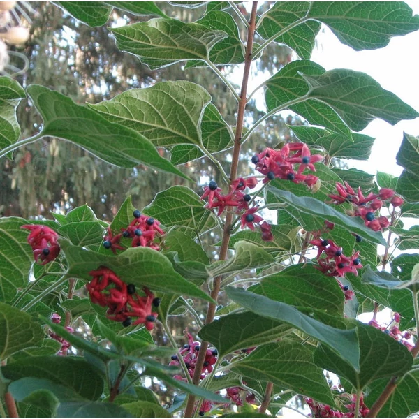 Clerodendrum trichotomum var. Fargesii - Kései végzetfa