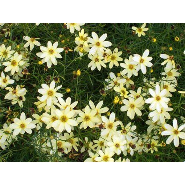 Coreopsis verticillata 'Moonbeam' - Keskenylevelű menyecskeszem