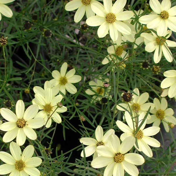 Coreopsis verticillata 'Moonbeam' - Keskenylevelű menyecskeszem