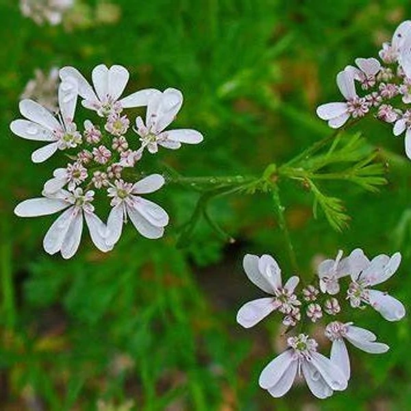 Coriandrum sativum - Koriander
