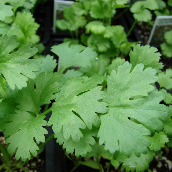 Coriandrum sativum - Koriander
