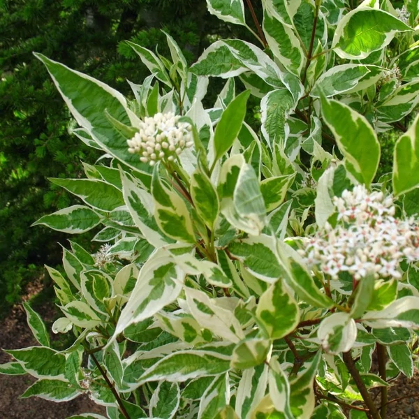 Cornus alba 'Argenteomarginata' - Fehér som