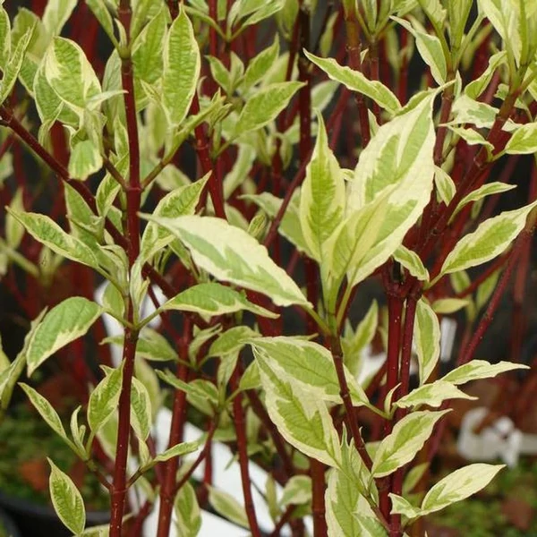 Cornus alba 'Argenteomarginata' - Fehér som