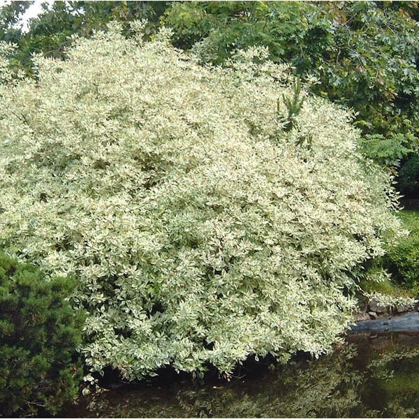Cornus alba 'Argenteomarginata' - Fehér som