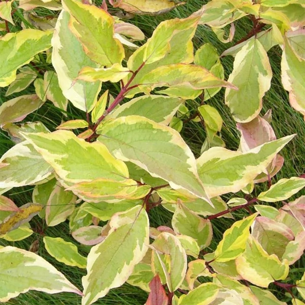 Cornus alba 'Gouchaultii' - Fehér som