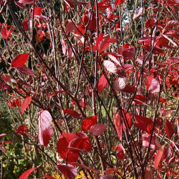 Cornus alba 'Kesselringii' - Fehér som