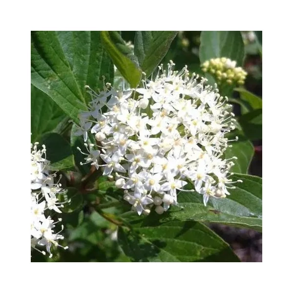 Cornus alba 'Red Gnome' - Fehér som