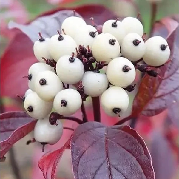 Cornus alba 'Red Gnome' - Fehér som