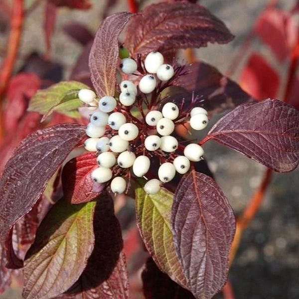 Cornus alba 'Siberian Pearls' - Fehér som