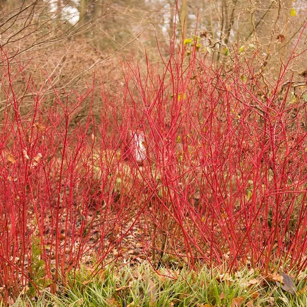 Cornus alba 'Siberian Pearls' - Fehér som