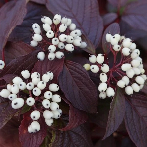 Cornus alba 'Siberian Pearls' - Fehér som