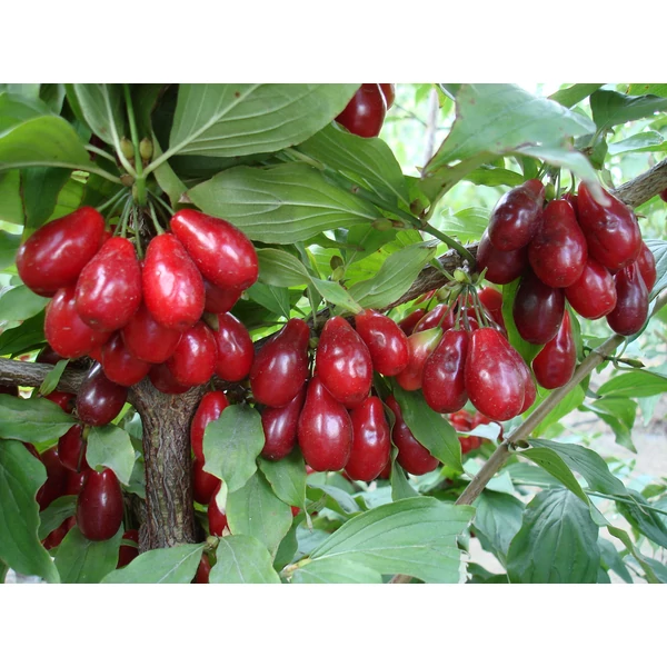 Cornus mas - Húsos som