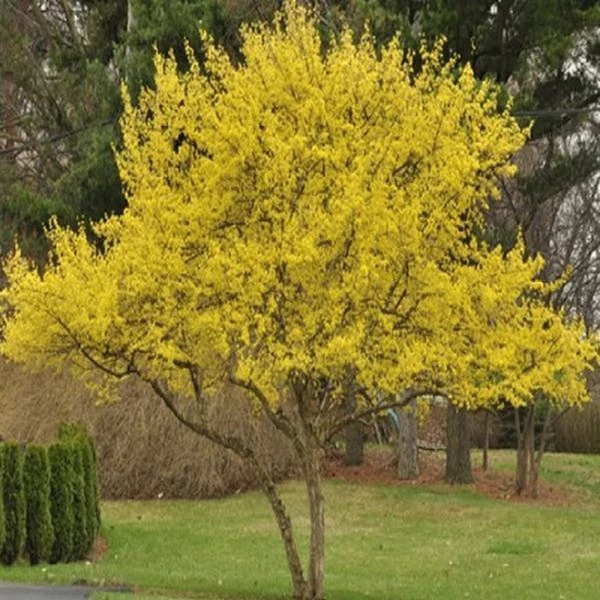 Cornus mas - Húsos som