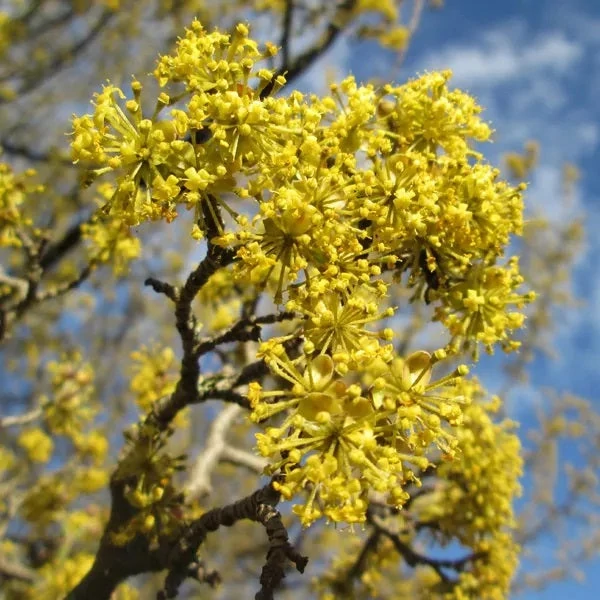 Cornus mas - Húsos som