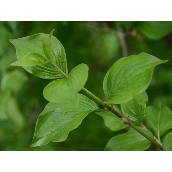 Cornus mas - Húsos som