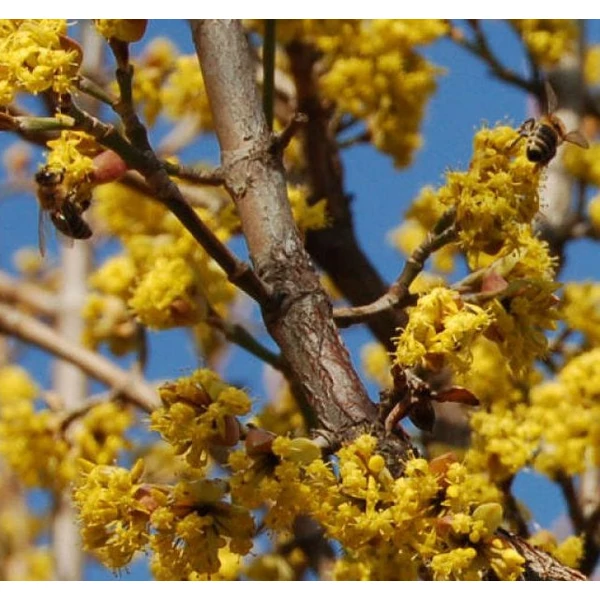 Cornus mas 'Kazanlak' - Húsos som