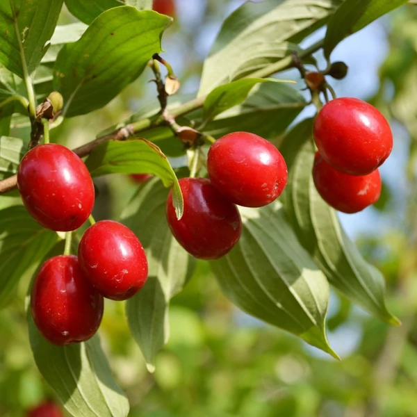 Cornus mas 'Kazanlak' - Húsos som