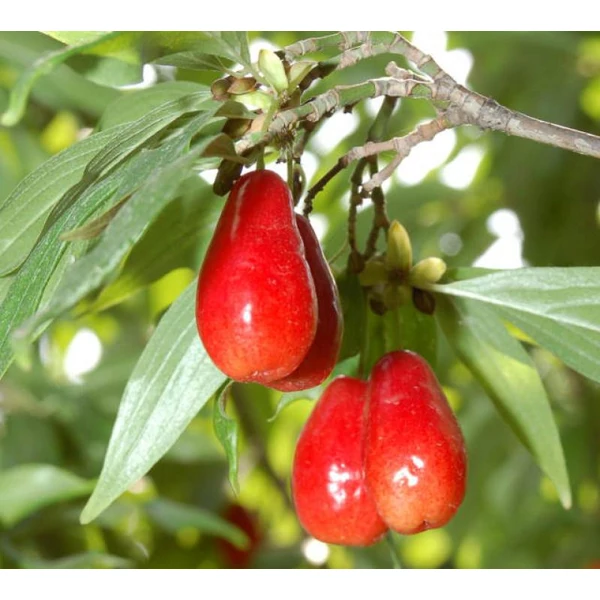 Cornus mas 'Kazanlak' - Húsos som