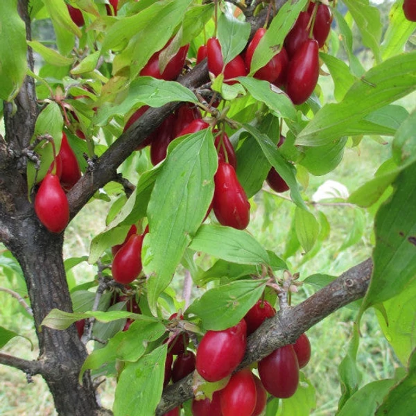 Cornus mas 'Kazanlak' - Húsos som