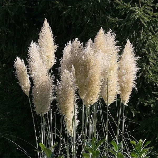 Cortaderia selloana 'White Feather' - Ezüstös pampafű
