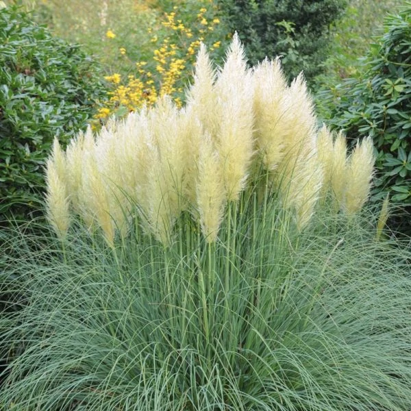 Cortaderia selloana 'White Feather' - Ezüstös pampafű
