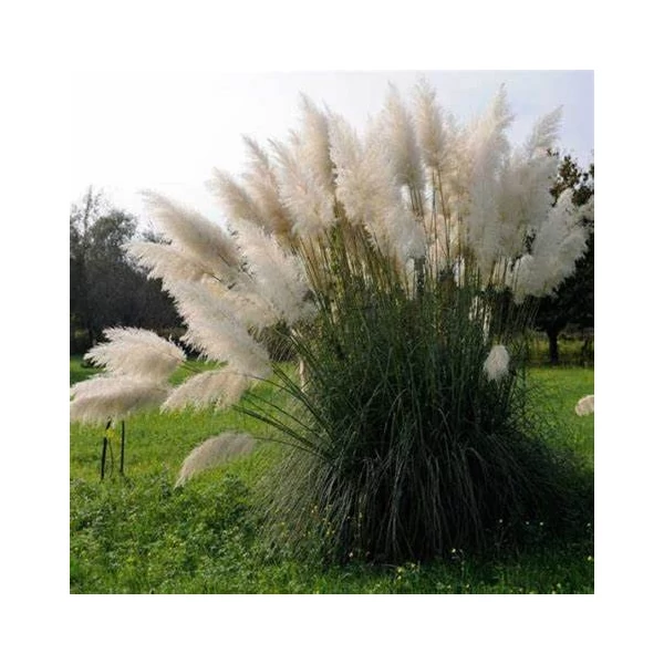 Cortaderia selloana 'White Feather' - Ezüstös pampafű