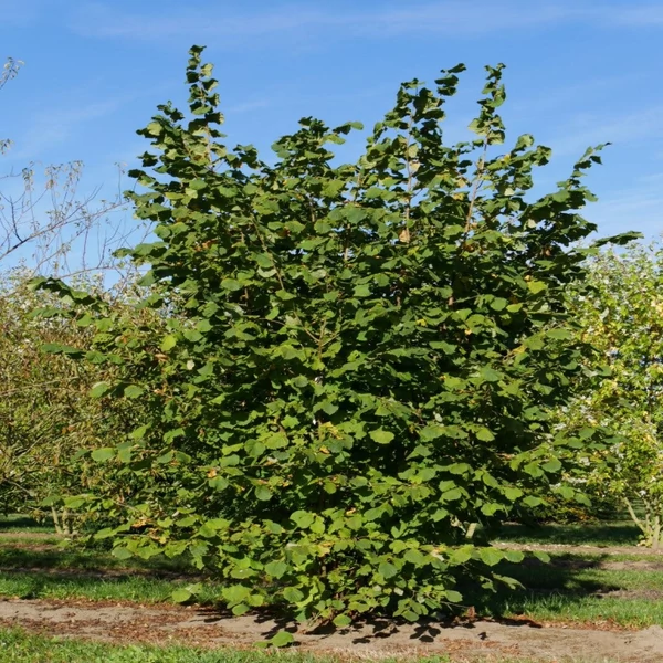 Corylus avellana - Mogyoró