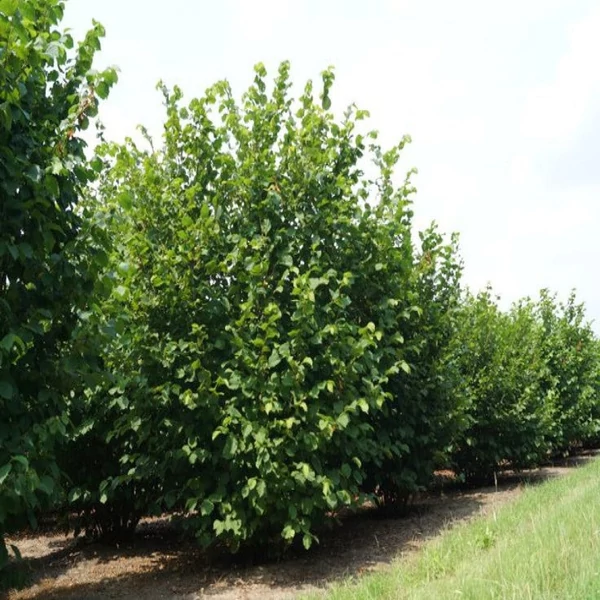 Corylus avellana - Mogyoró