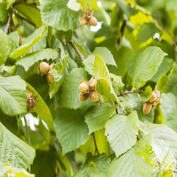 Corylus avellana - Mogyoró