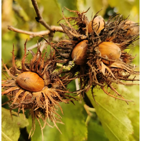 Corylus colurna - Törökmogyoró