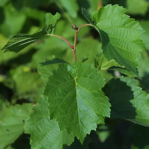 Corylus colurna - Törökmogyoró