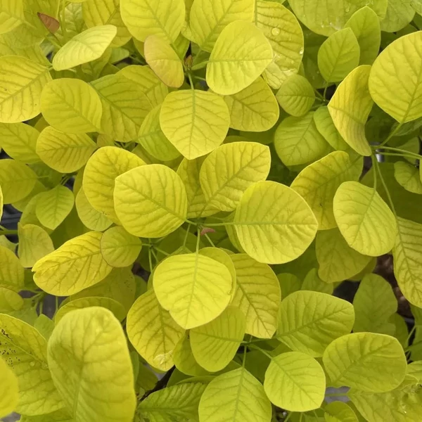Cotinus coggygria 'Golden Spirit' - Cserszömörce