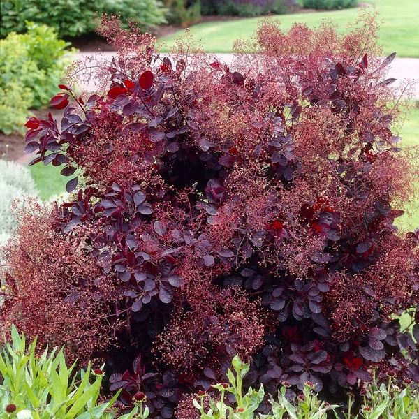 Cotinus coggygria 'Royal Purple' - Vörös cserszömörce