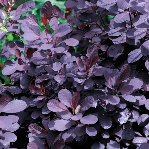 Cotinus coggygria 'Royal Purple' - Vörös cserszömörce