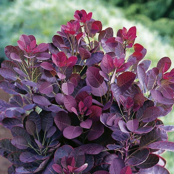 Cotinus coggygria 'Royal Purple' - Vörös cserszömörce