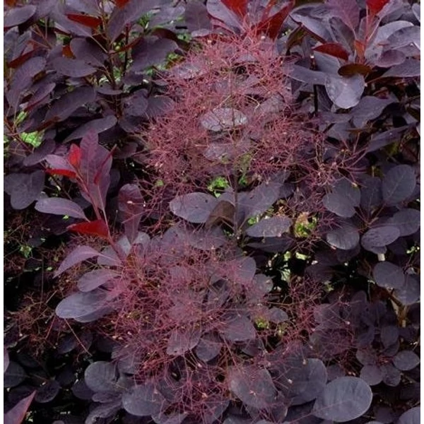 Cotinus coggygria 'Royal Purple' - Vörös cserszömörce