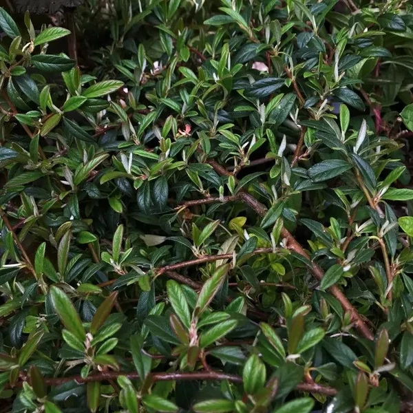 Cotoneaster salicifolius 'Herbstfeuer' - Fűzlevelű madárbirs