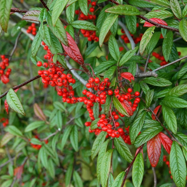 Cotoneaster salicifolius 'Herbstfeuer' - Fűzlevelű madárbirs