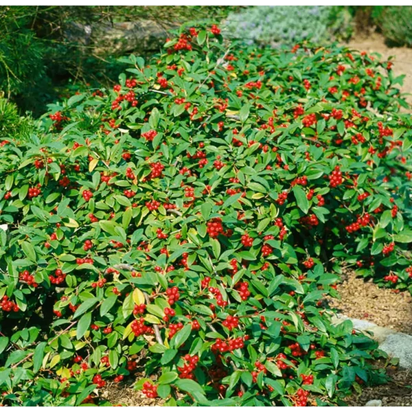 Cotoneaster salicifolius 'Herbstfeuer' - Fűzlevelű madárbirs