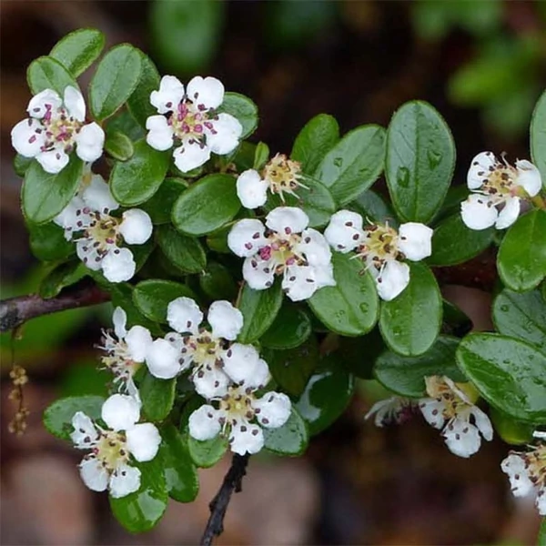 Cotoneaster suecicus 'Skogholm' - Svéd madárbirs