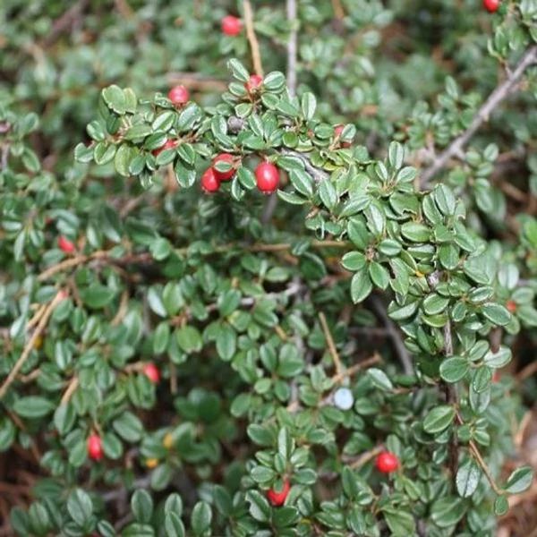 Cotoneaster suecicus 'Skogholm' - Svéd madárbirs