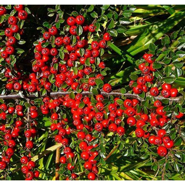 Cotoneaster suecicus 'Skogholm' - Svéd madárbirs